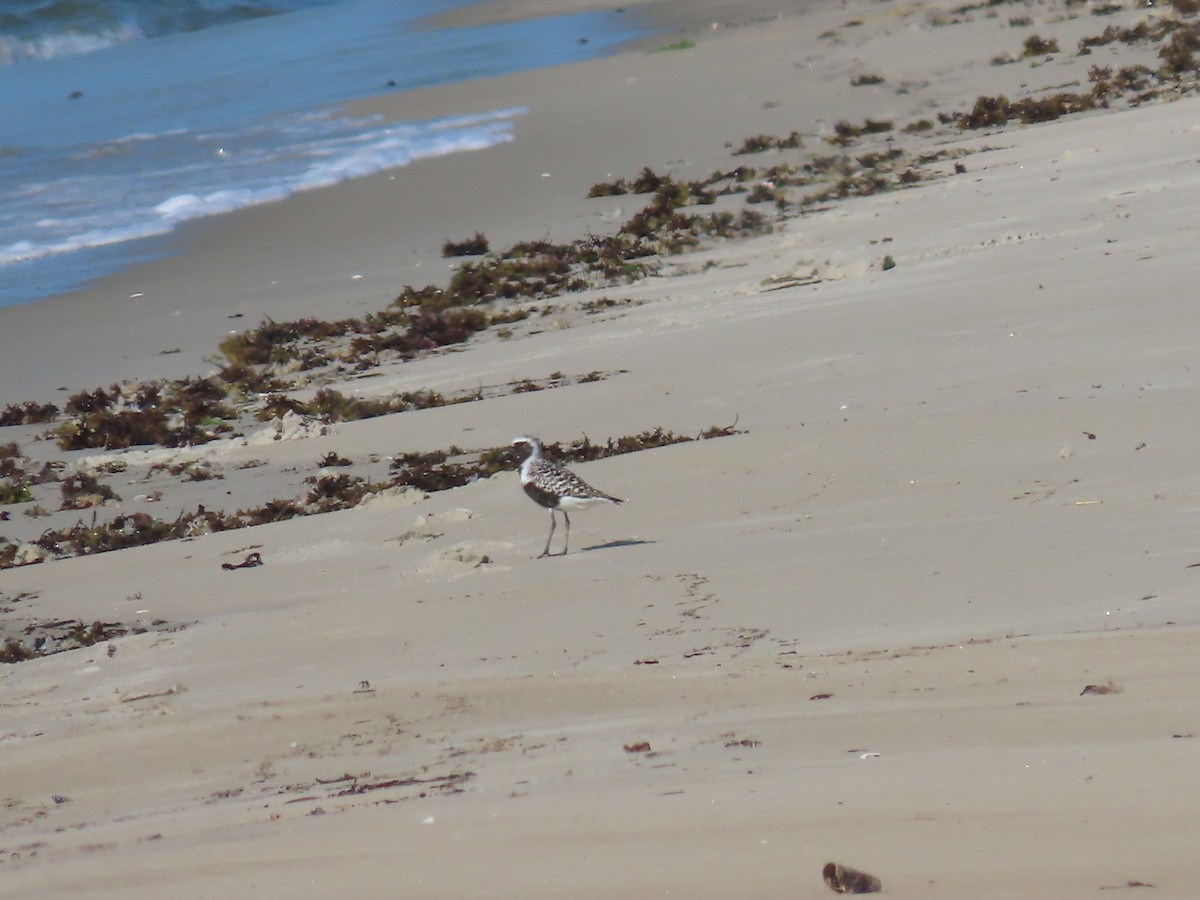 Black-bellied Plover - ML579755621