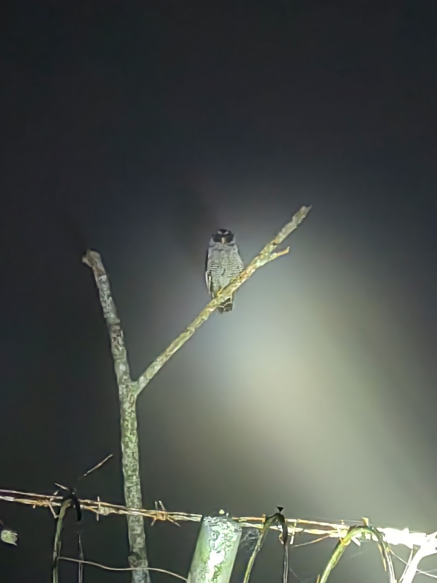 Black-and-white Owl - ML579755981