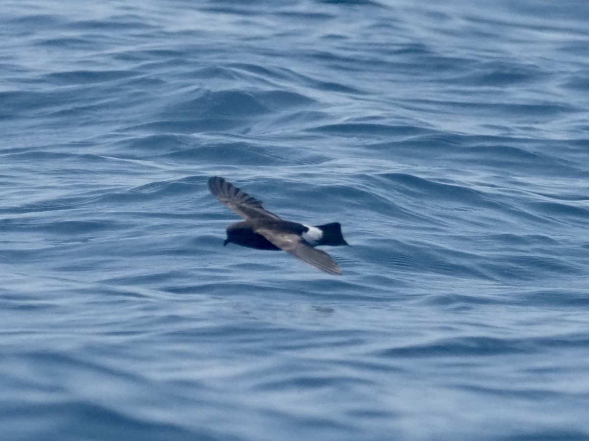 Wilson's Storm-Petrel - ML579756221