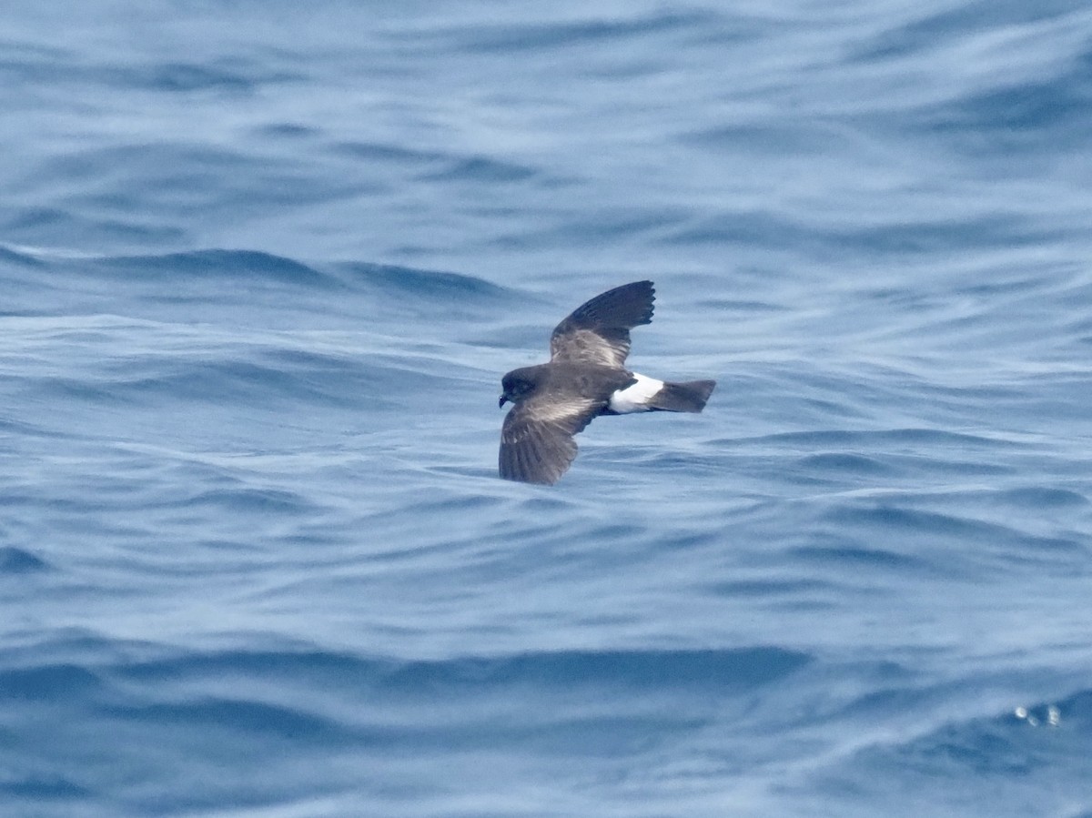 Wilson's Storm-Petrel - ML579756231