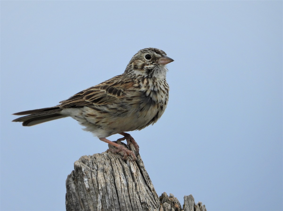 Vesper Sparrow - ML579756311