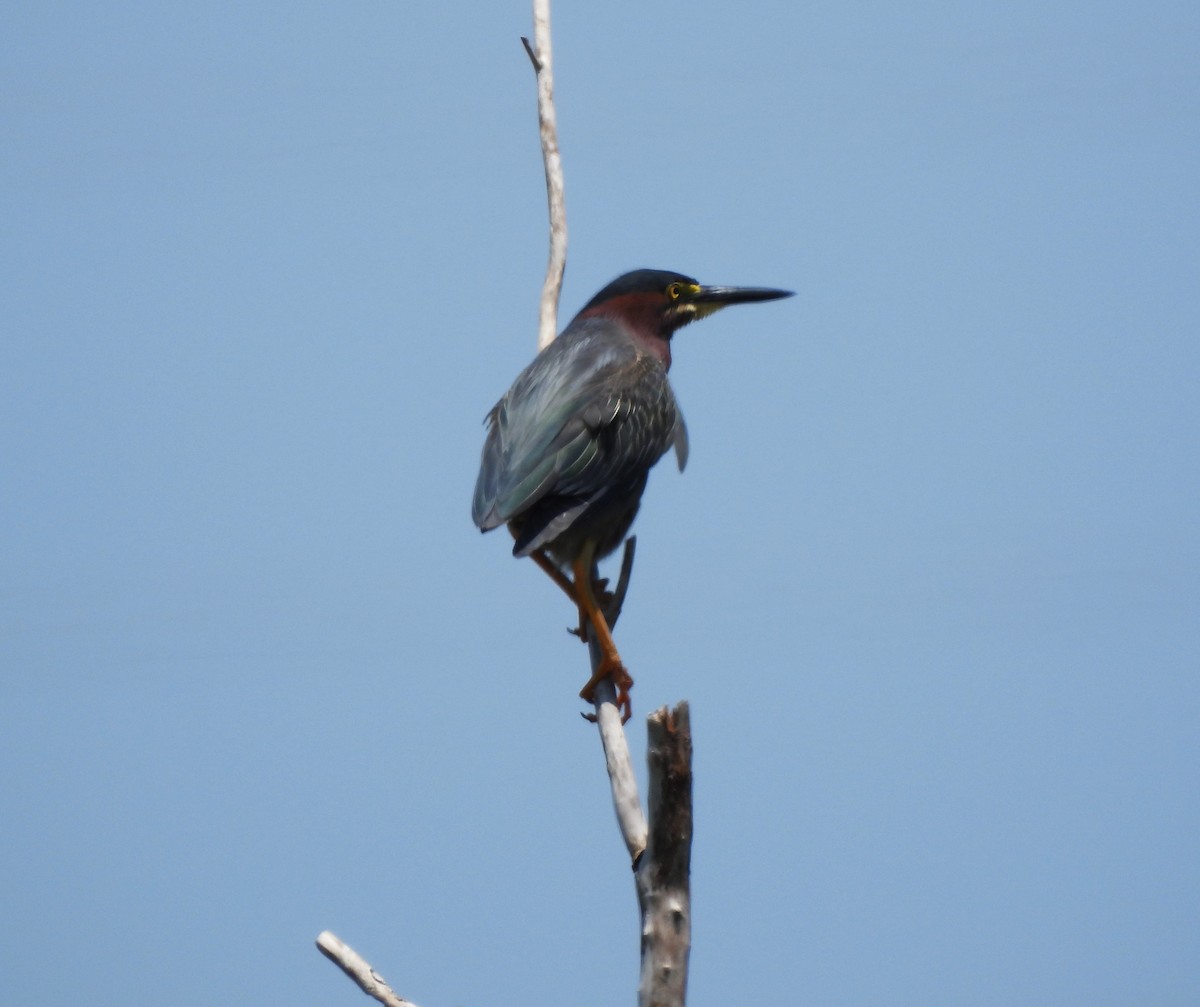 Green Heron - ML579756681