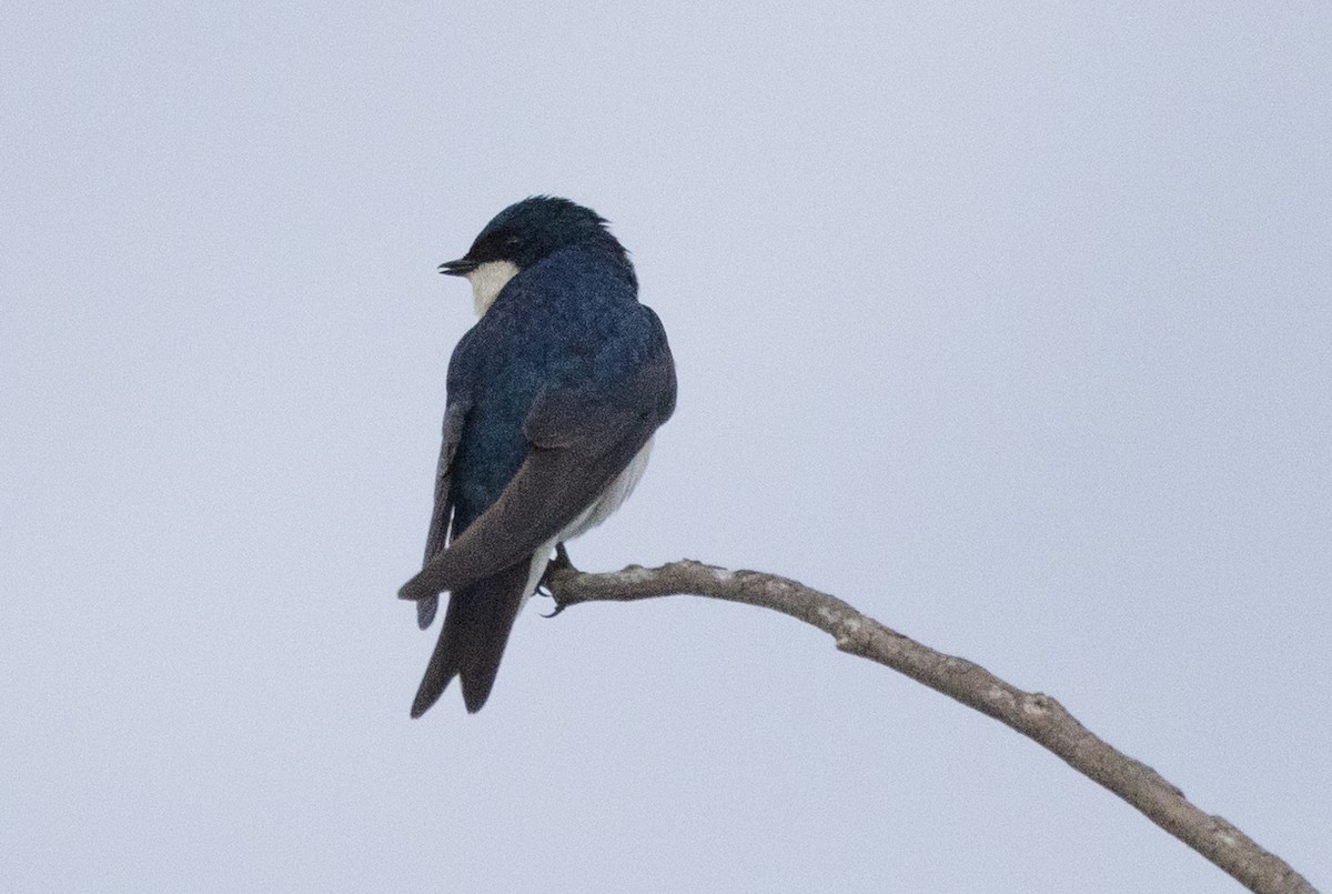 Tree Swallow - ML579756691