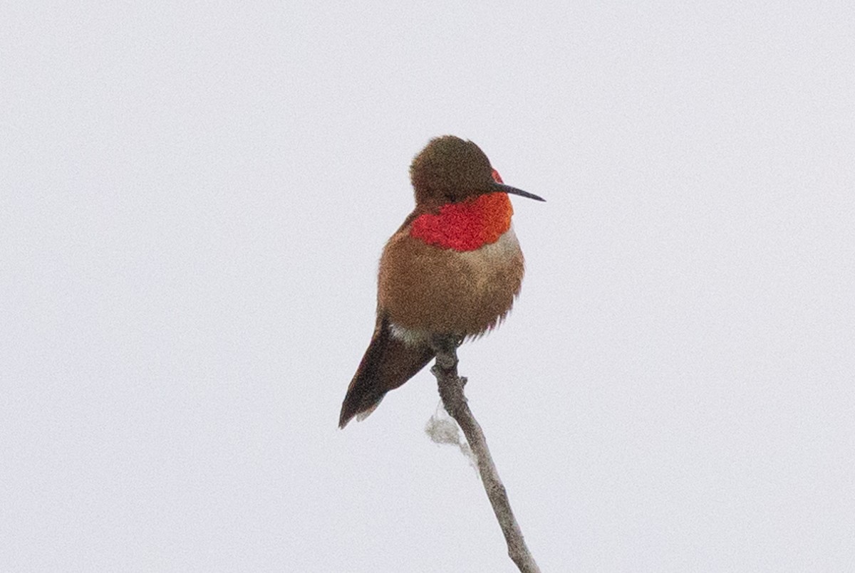 Rufous Hummingbird - ML579756721