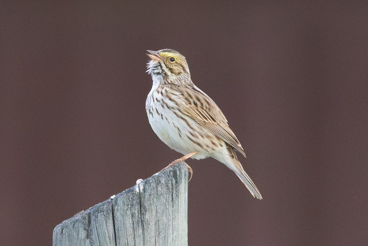 Savannah Sparrow - ML579756901