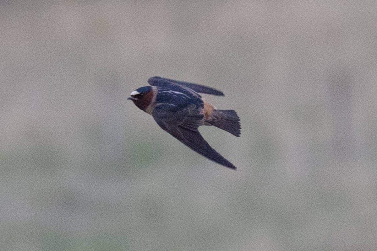 Cliff Swallow - ML579757001