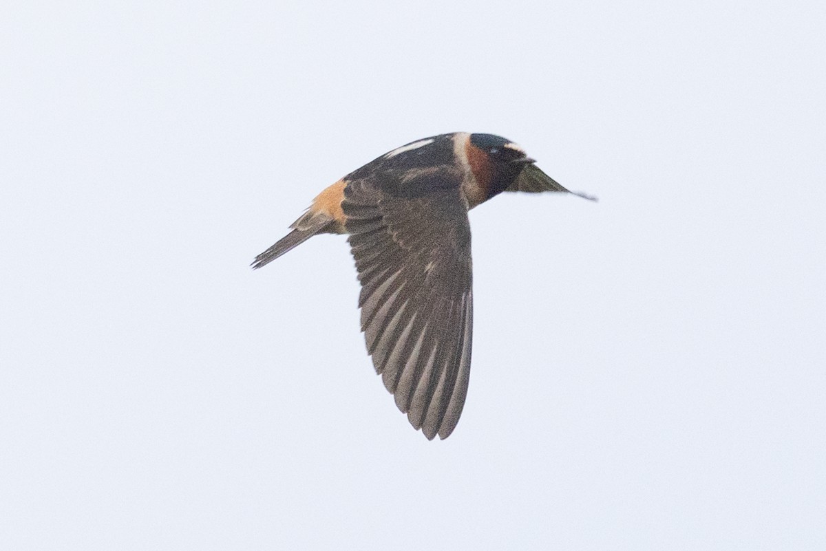 Cliff Swallow - ML579757011