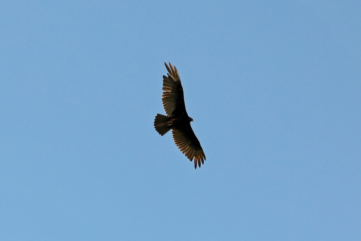 Turkey Vulture - ML579758031