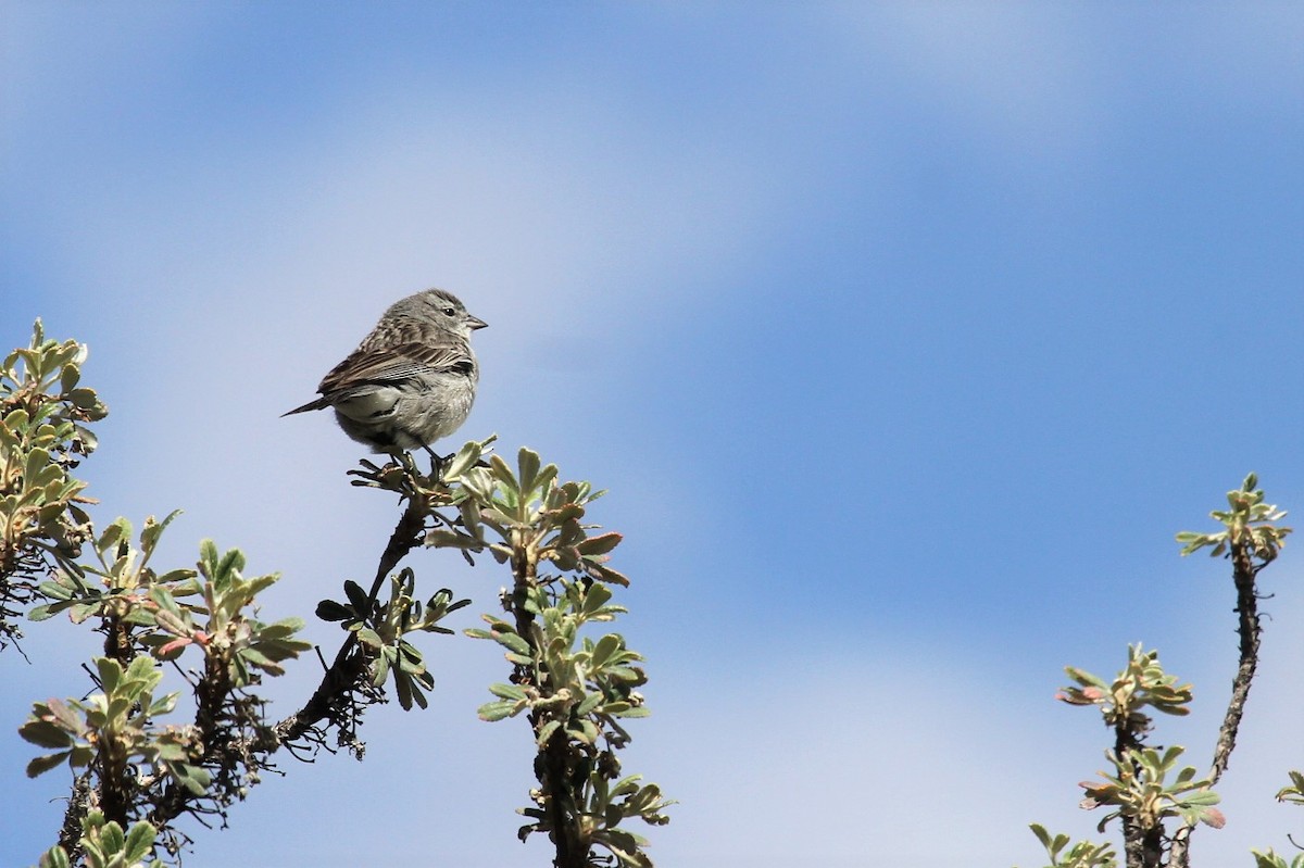 Ash-breasted Sierra Finch - ML579758481