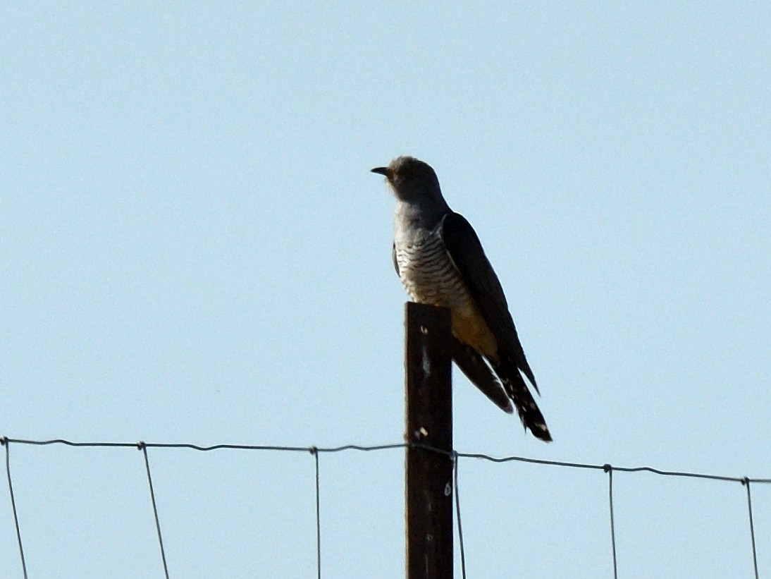 Common Cuckoo - ML579758511