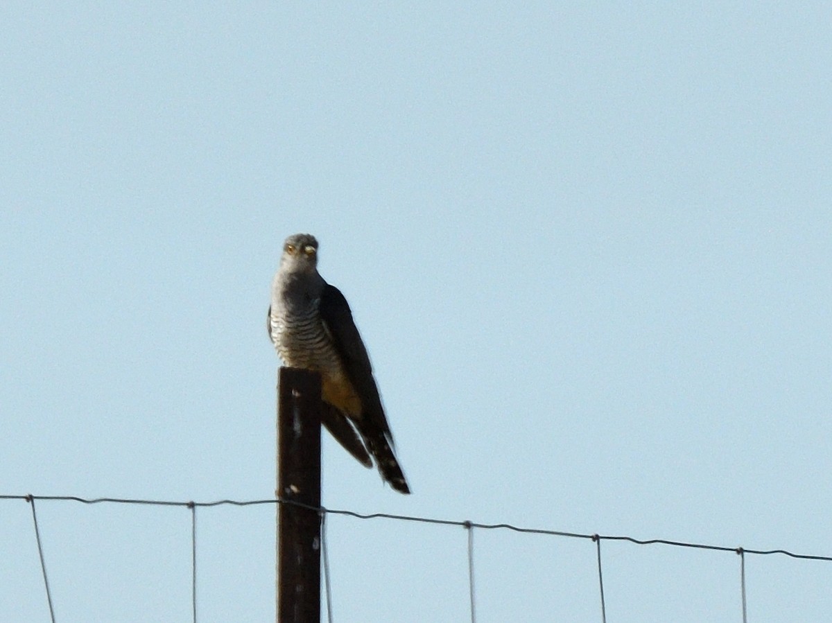 Common Cuckoo - ML579758521