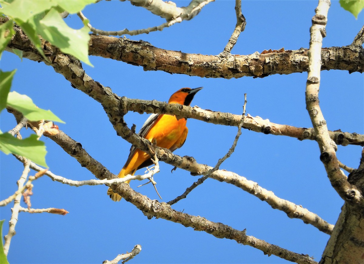 Bullock's Oriole - ML579758951