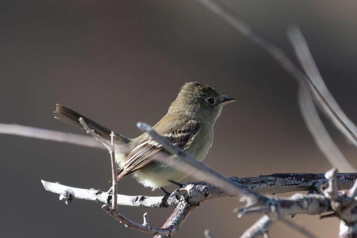 Mosquero sp. (Empidonax sp.) - ML579761241