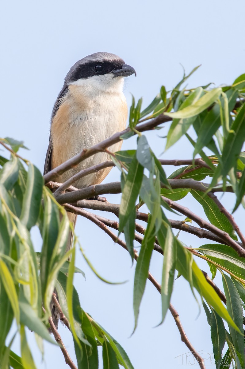 Gray-backed Shrike - ML579761351