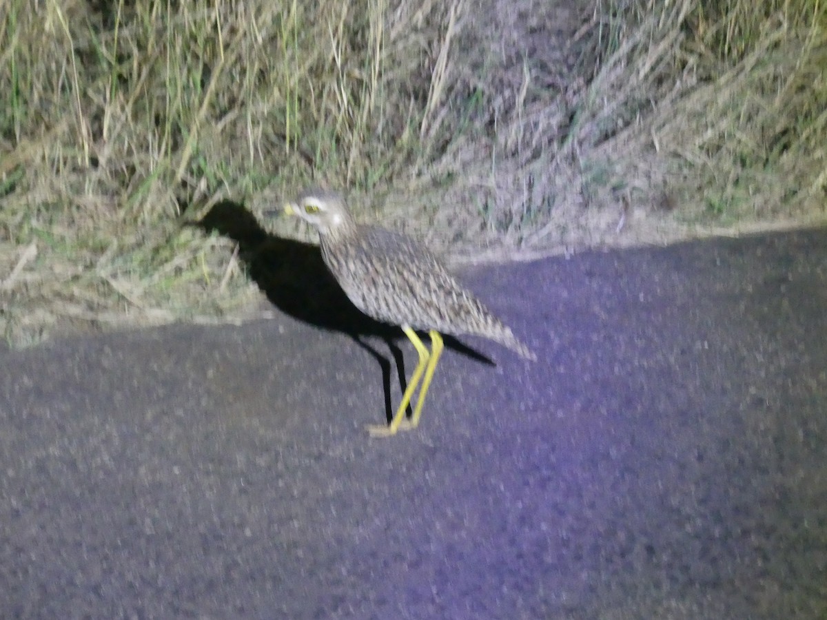 Spotted Thick-knee - ML579762341