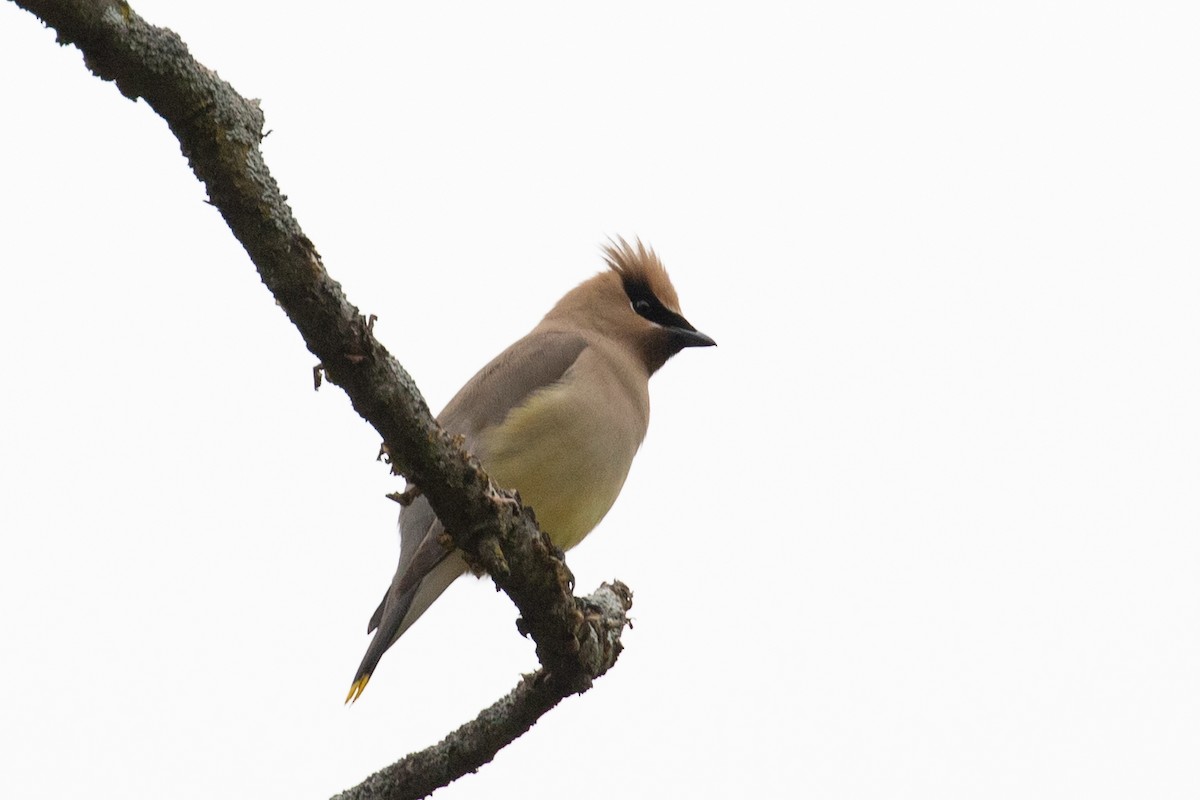 Cedar Waxwing - ML579762431