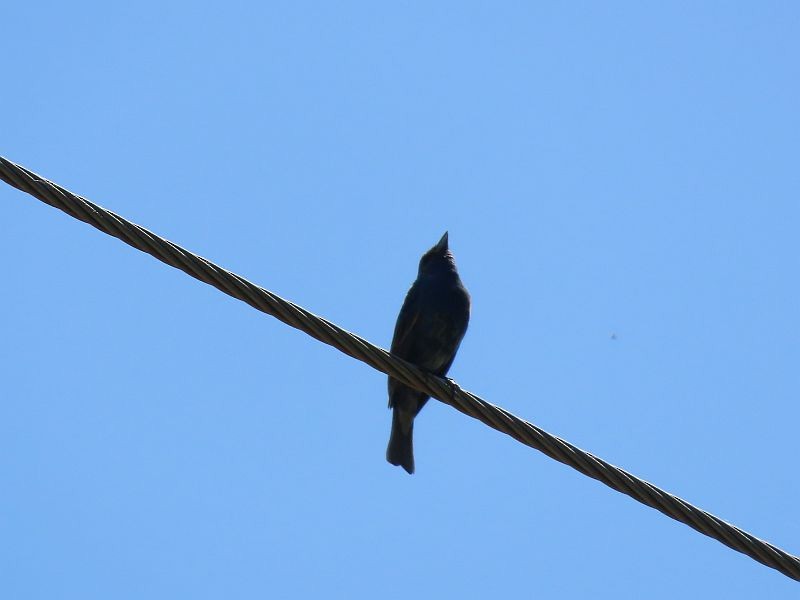 Indigo Bunting - Tracy The Birder