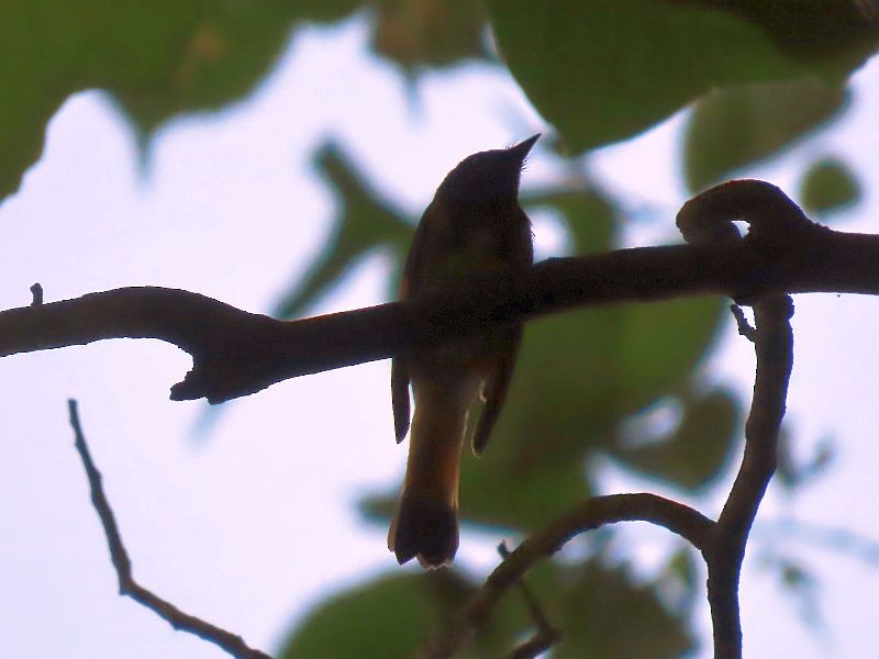 American Redstart - ML579763001