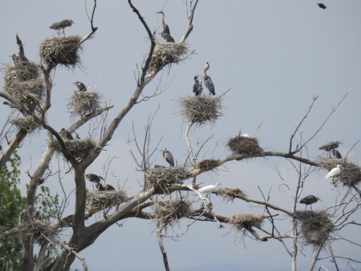 Great Blue Heron - ML579763741