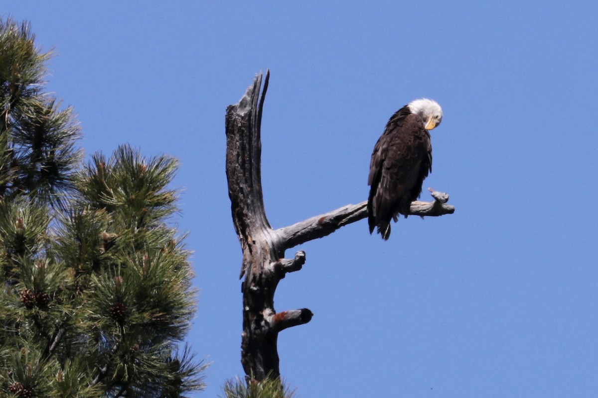 Bald Eagle - Richard Fray