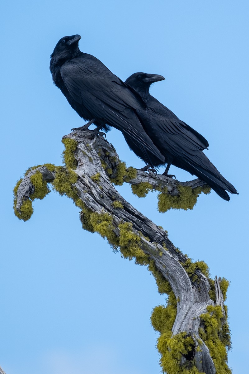 Common Raven - Tim Horvath