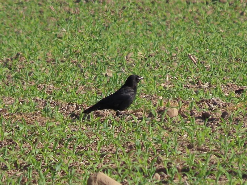 American Crow - ML579764811