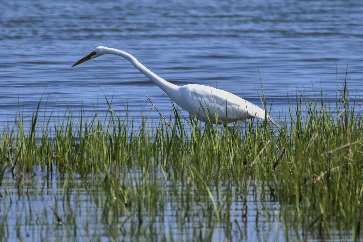 Great Egret - ML579764881