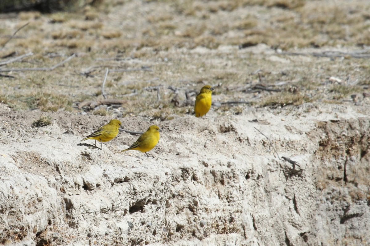 Puna Yellow-Finch - Rodrigo Barros Mc Intosh