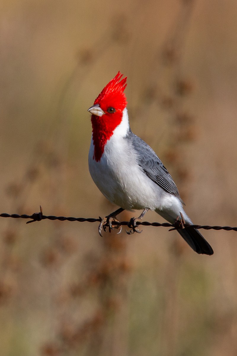 Red-crested Cardinal - ML579766341