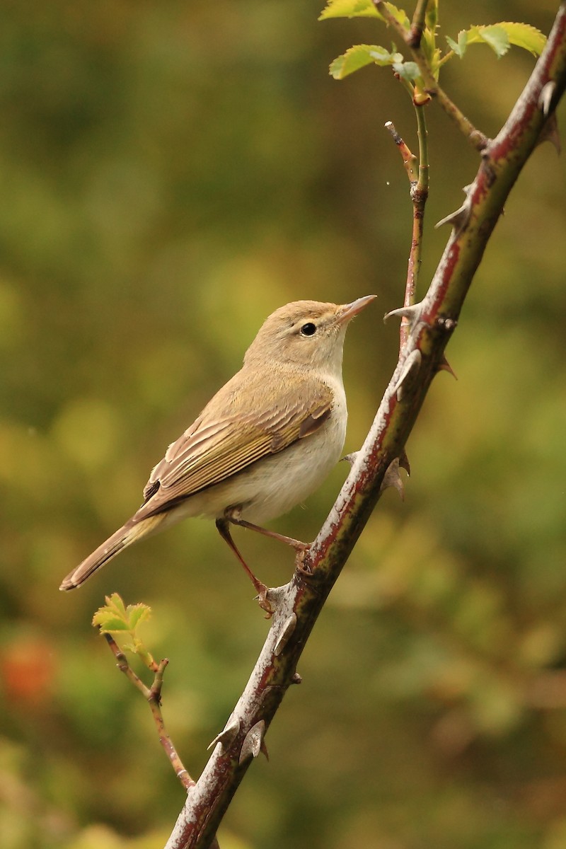 Western Bonelli's Warbler - ML579767111