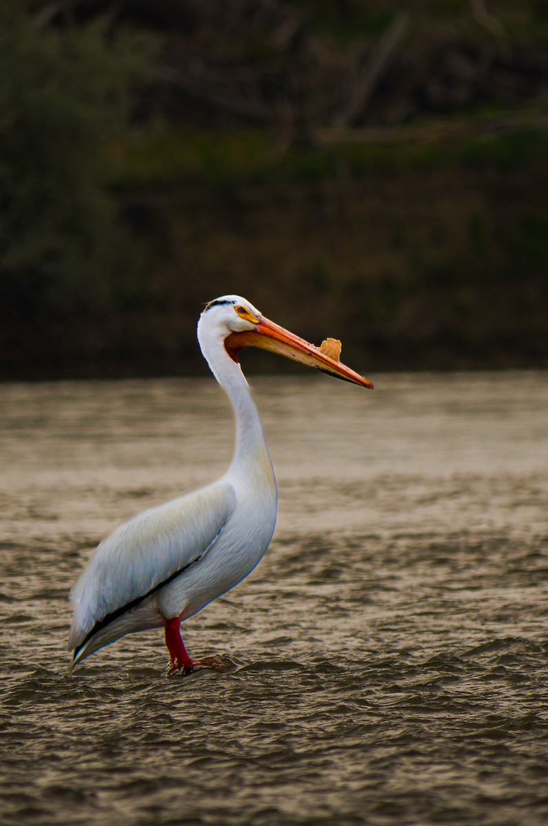 American White Pelican - ML579768231