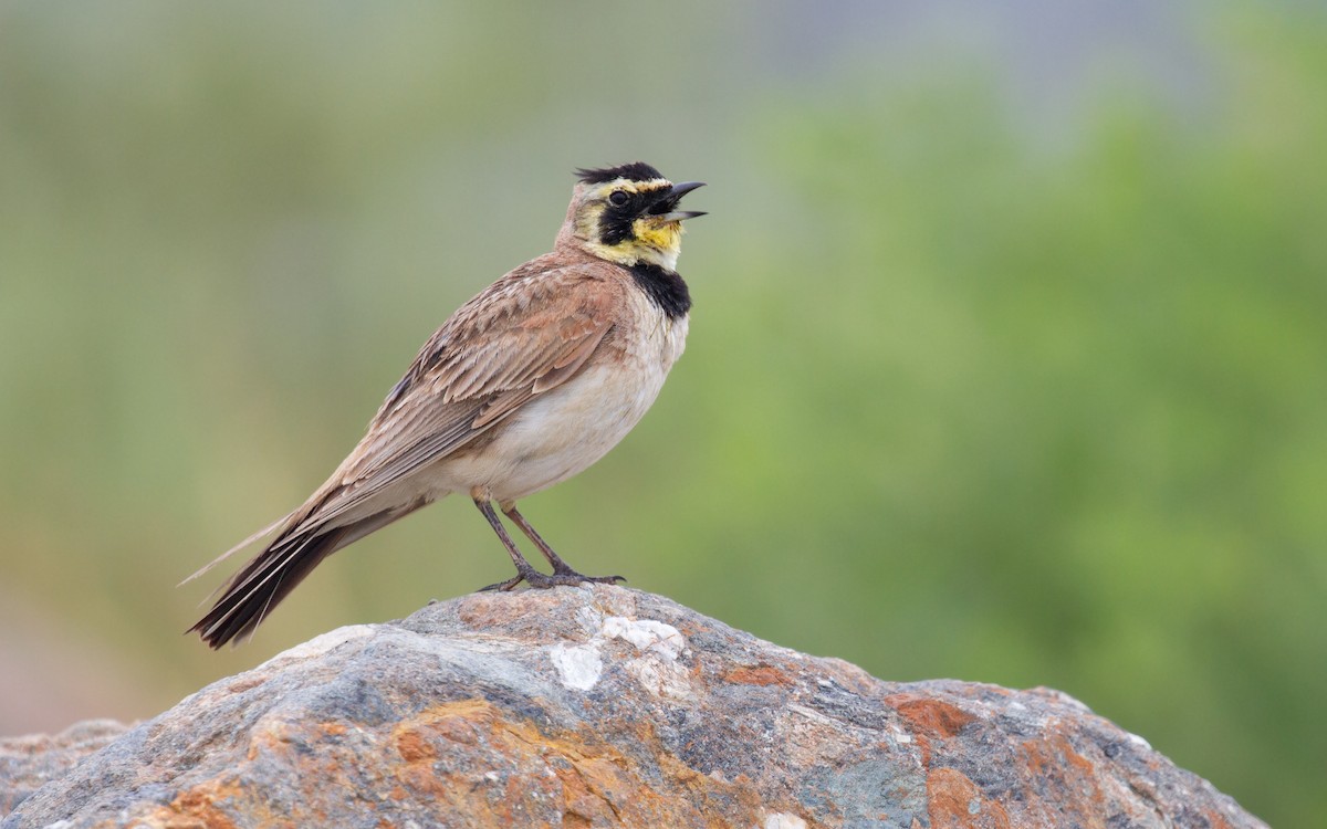 Horned Lark - Sasha Cahill