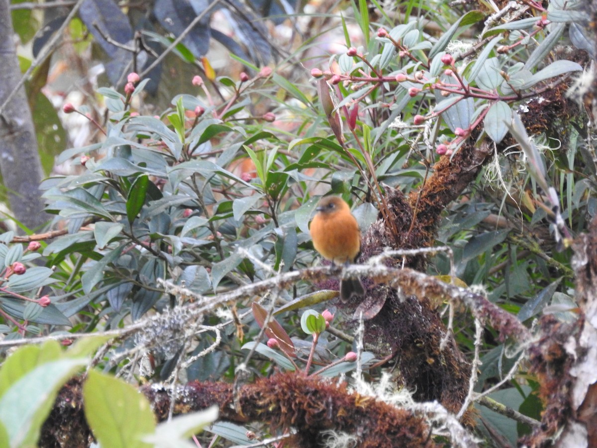 Cinnamon Flycatcher - Dan Dotson