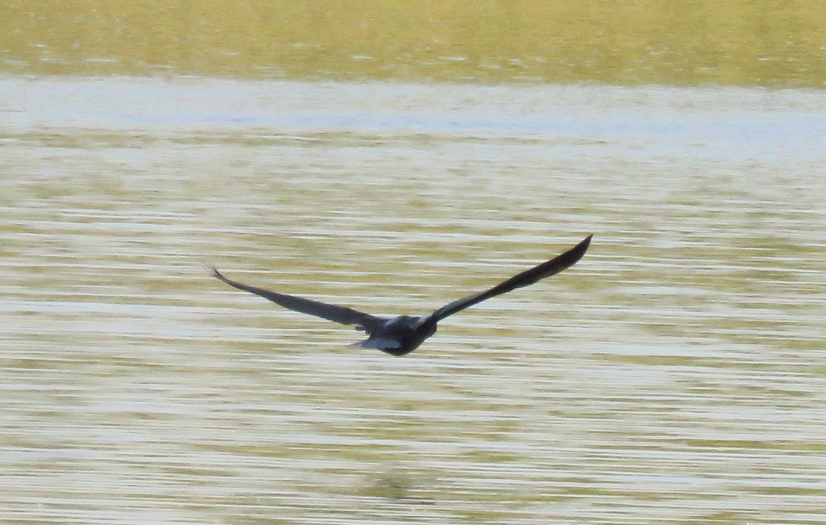 Double-crested Cormorant - ML579769181