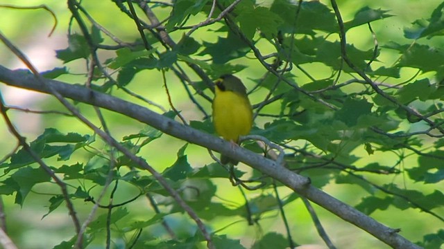 Kentucky Warbler - ML579769891