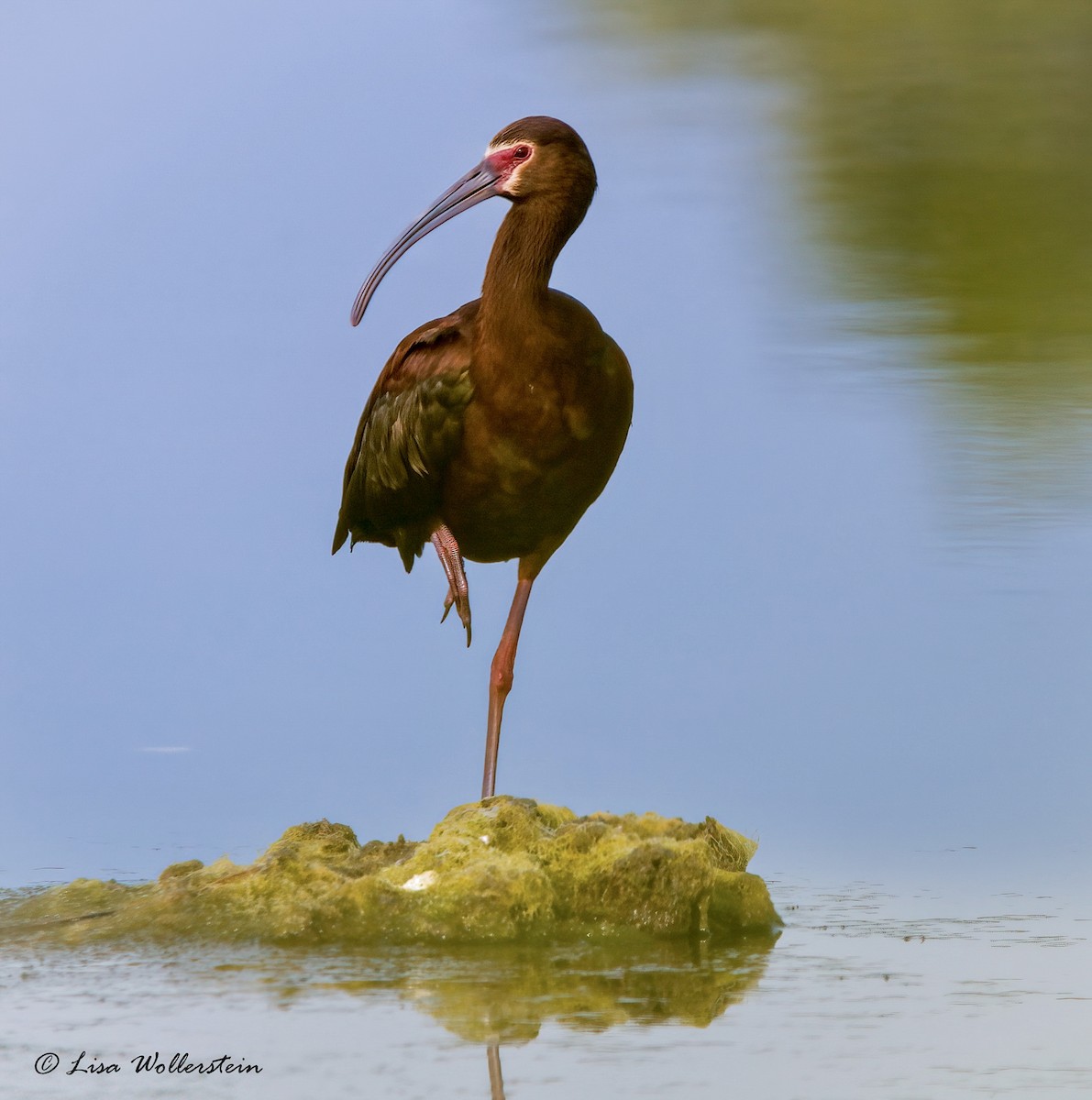 White-faced Ibis - ML579770661