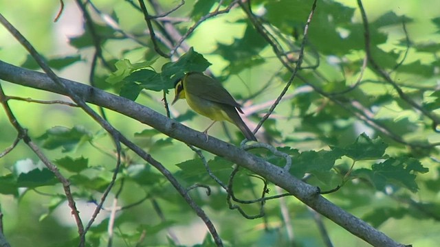 Kentucky Warbler - ML579770751