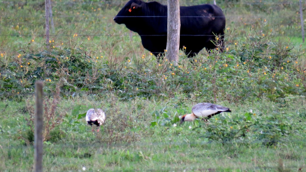 Buff-necked Ibis - ML57977111