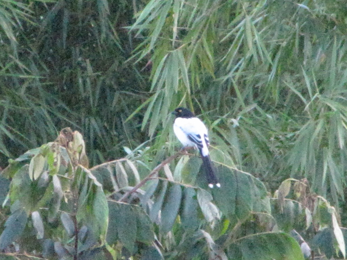Magpie Tanager - ML579771141