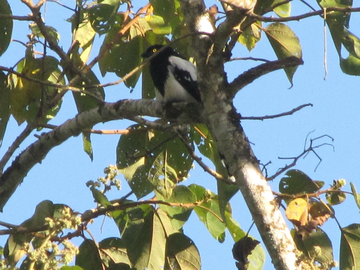 Magpie Tanager - ML579771151