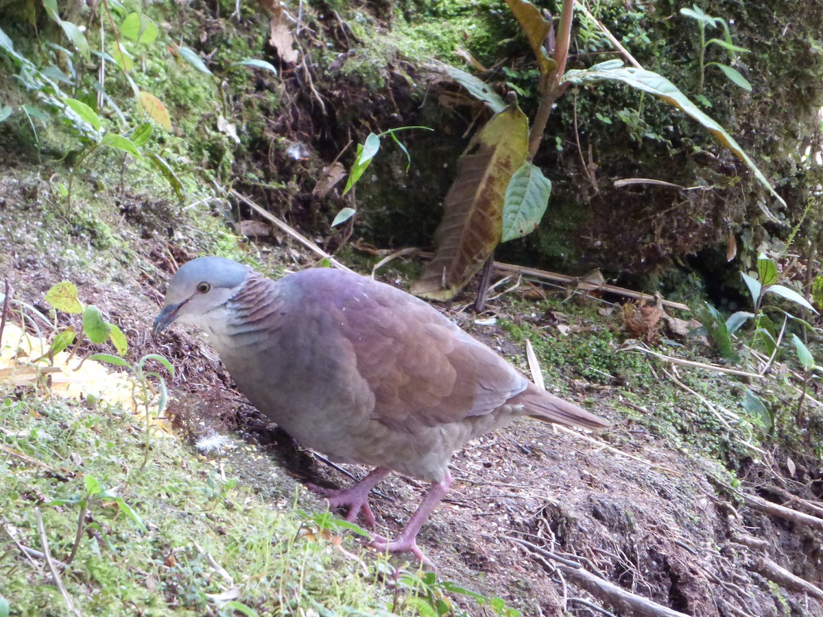 White-throated Quail-Dove - ML579771491