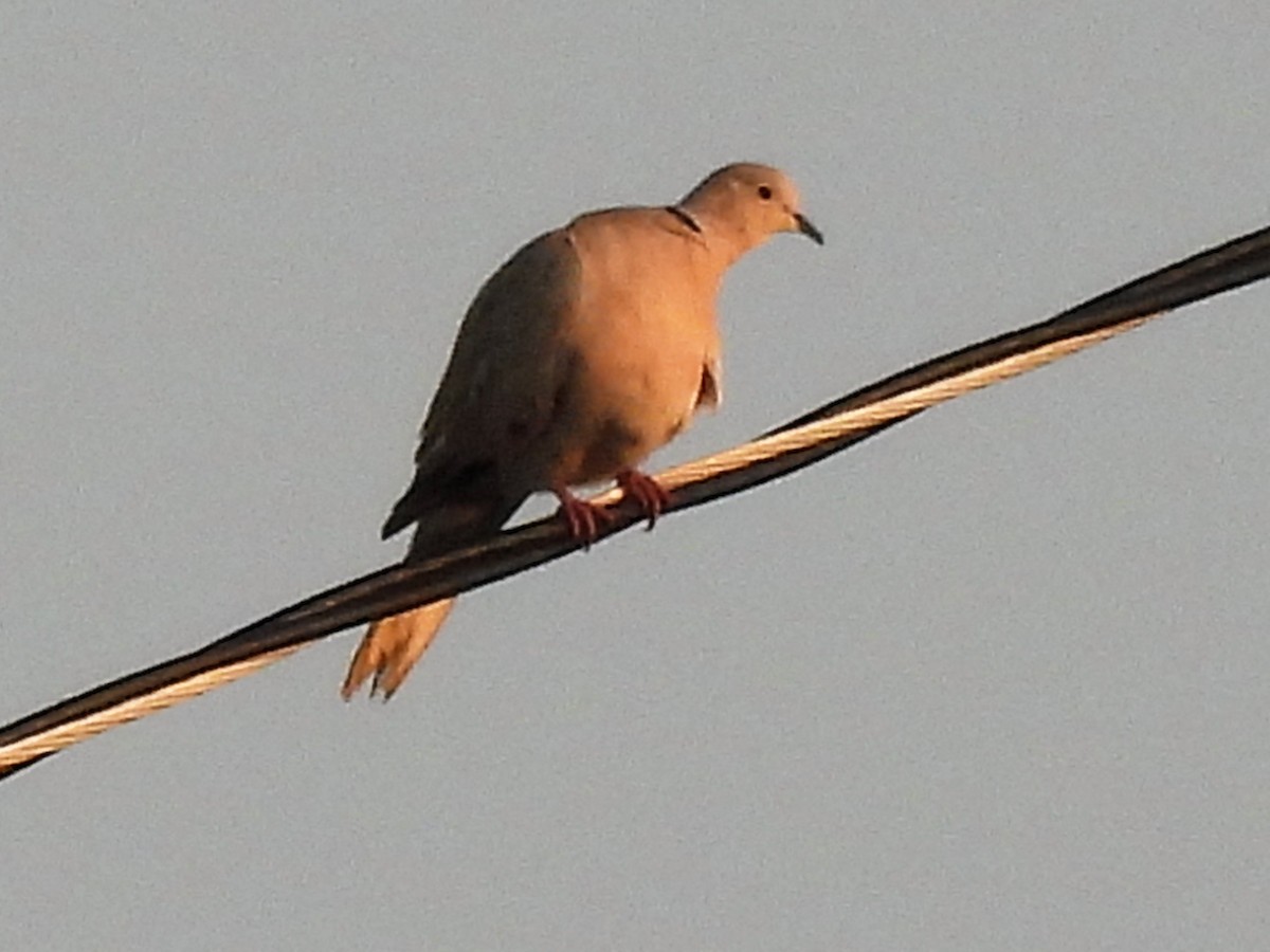 Eurasian Collared-Dove - ML579771501