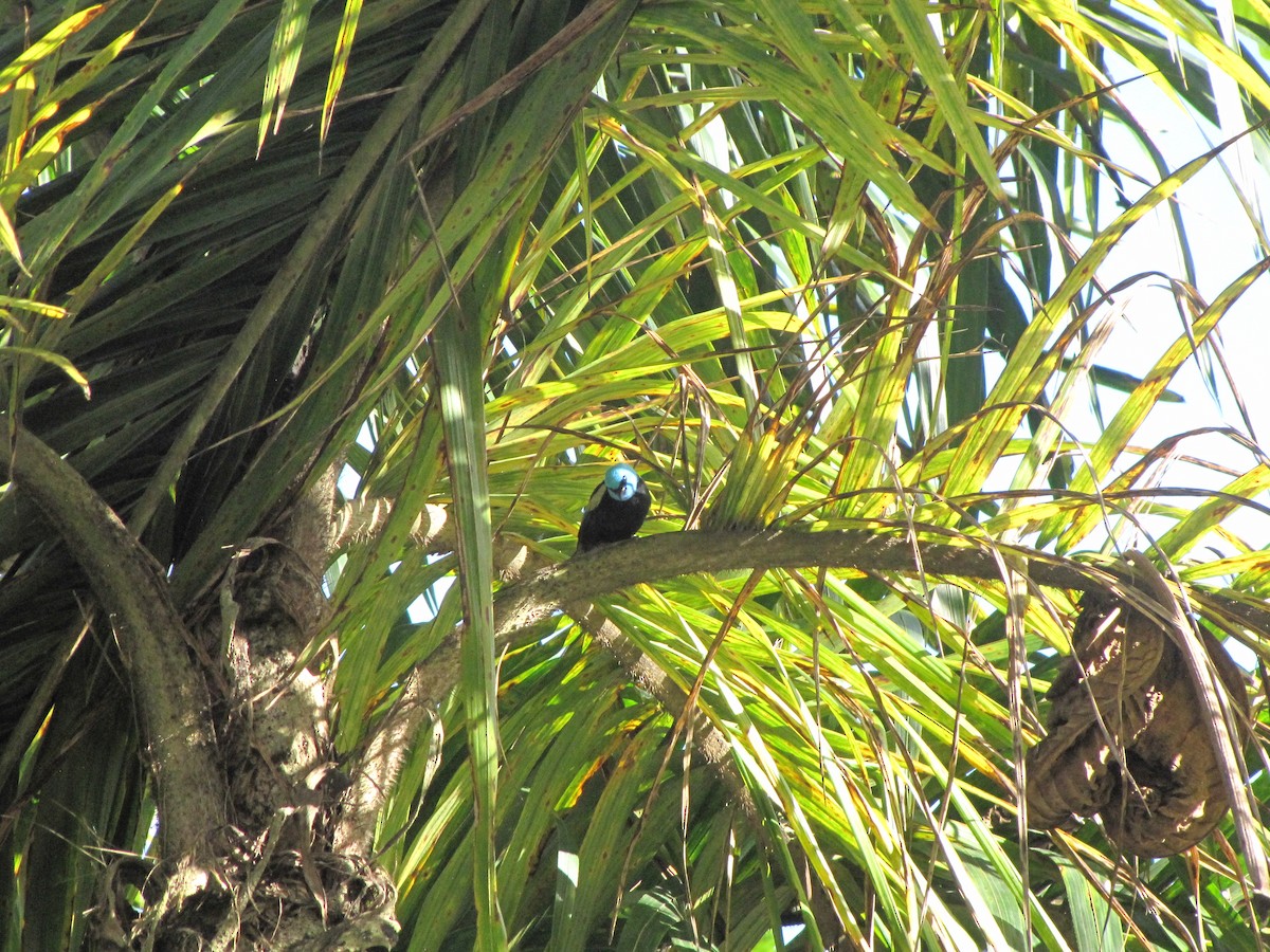 Blue-necked Tanager - ML579771551