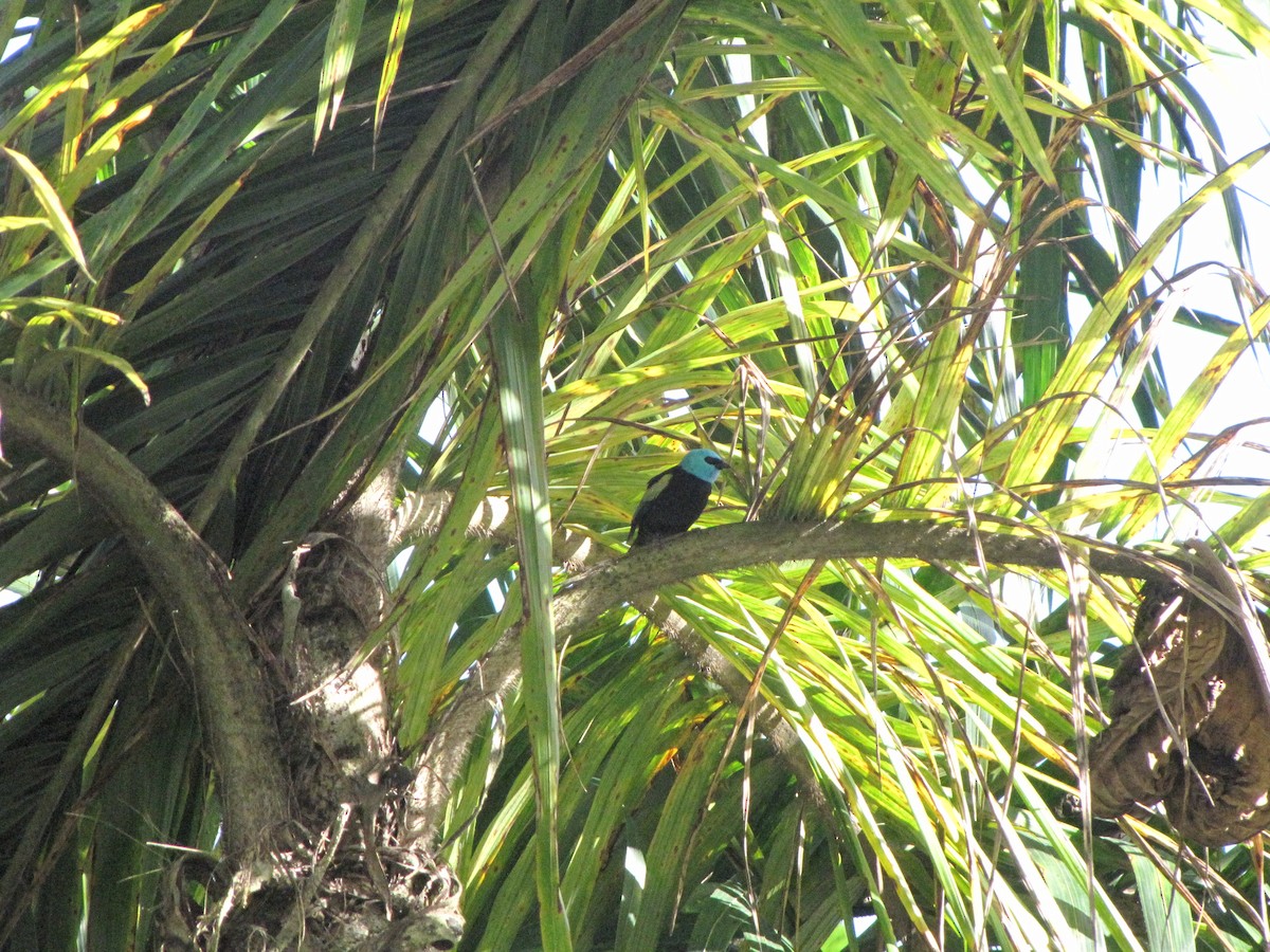 Blue-necked Tanager - ML579771561