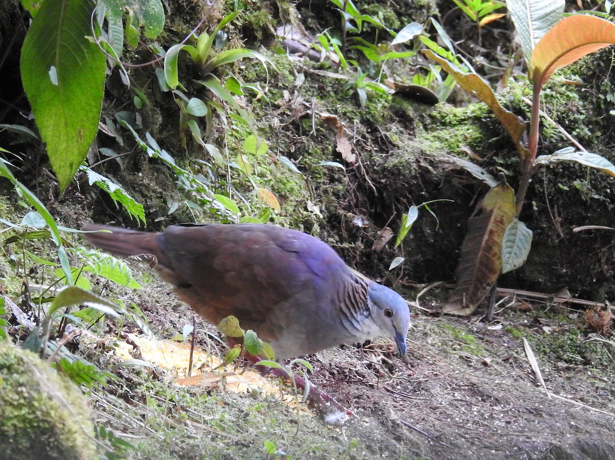 White-throated Quail-Dove - Dan Dotson