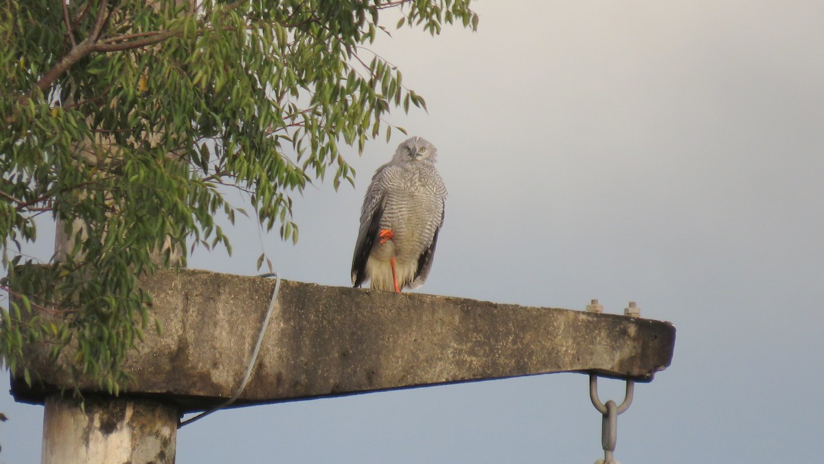 Crane Hawk - ML57977161