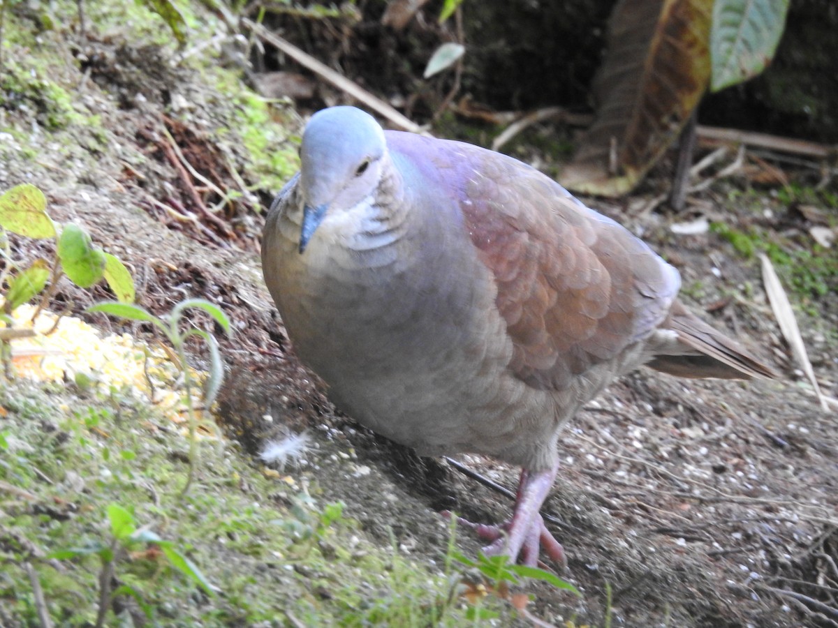 White-throated Quail-Dove - ML579771761