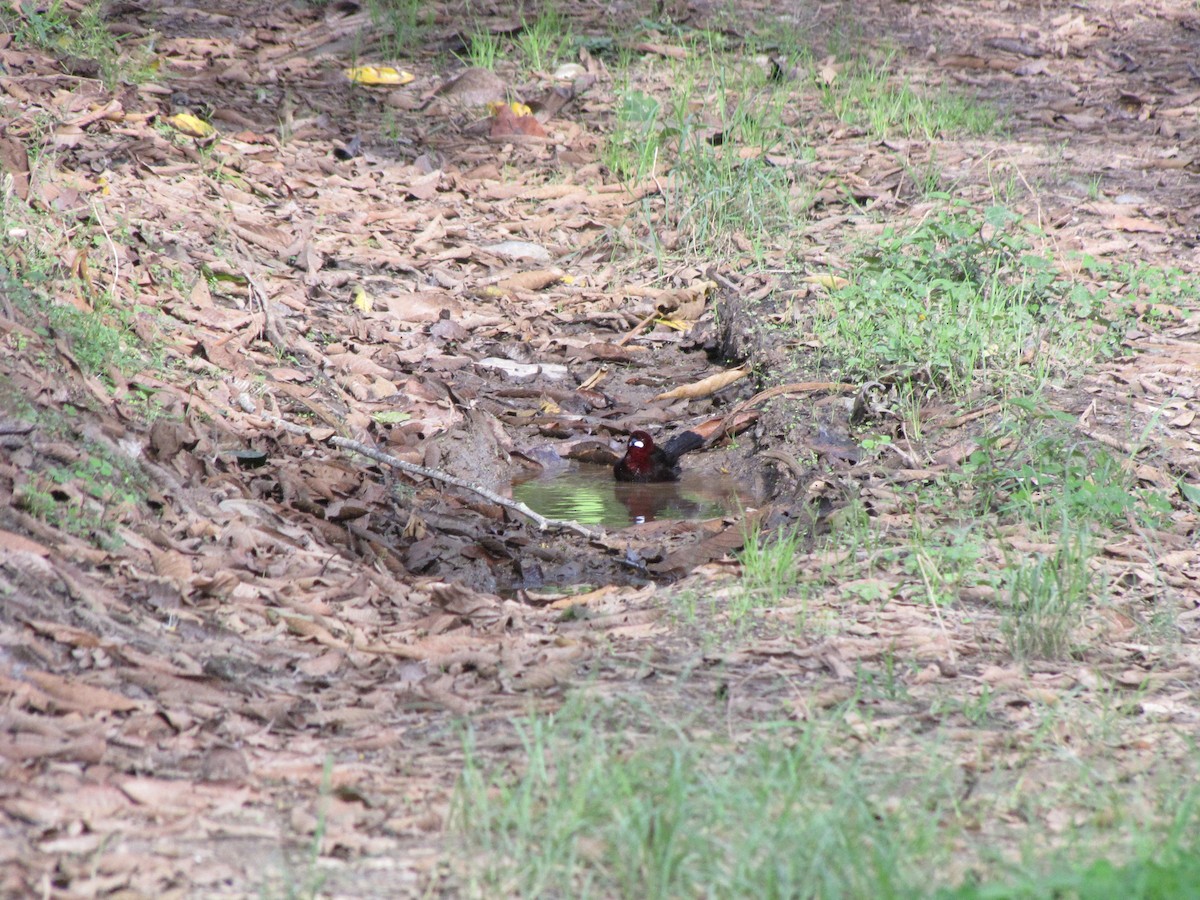 Silver-beaked Tanager - ML579771781