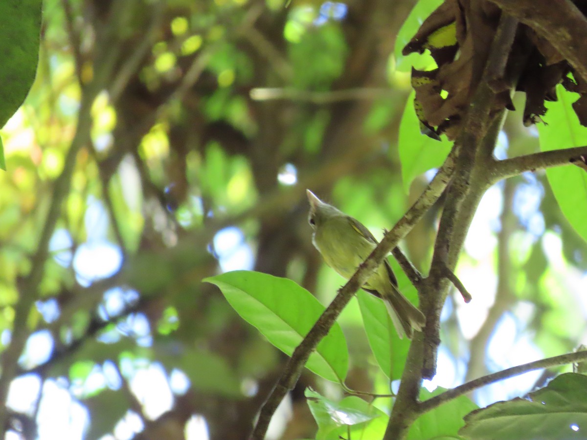 Boat-billed Tody-Tyrant - Alexandre Grave