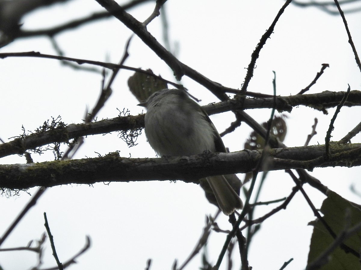 Tyranneau à queue blanche - ML579772411